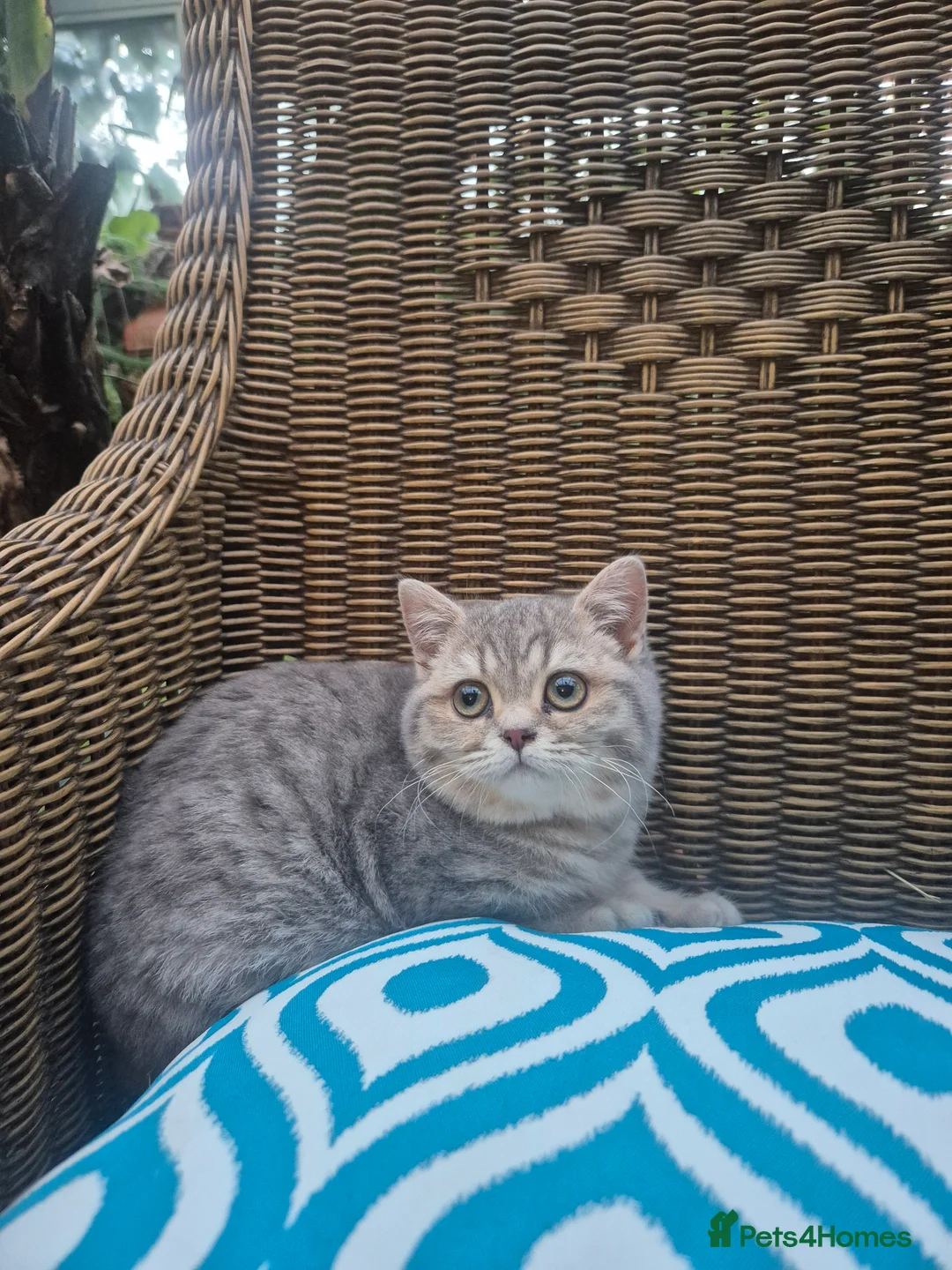 British Shorthair cats for sale: Stunning British shorthair kittens - Advert 16