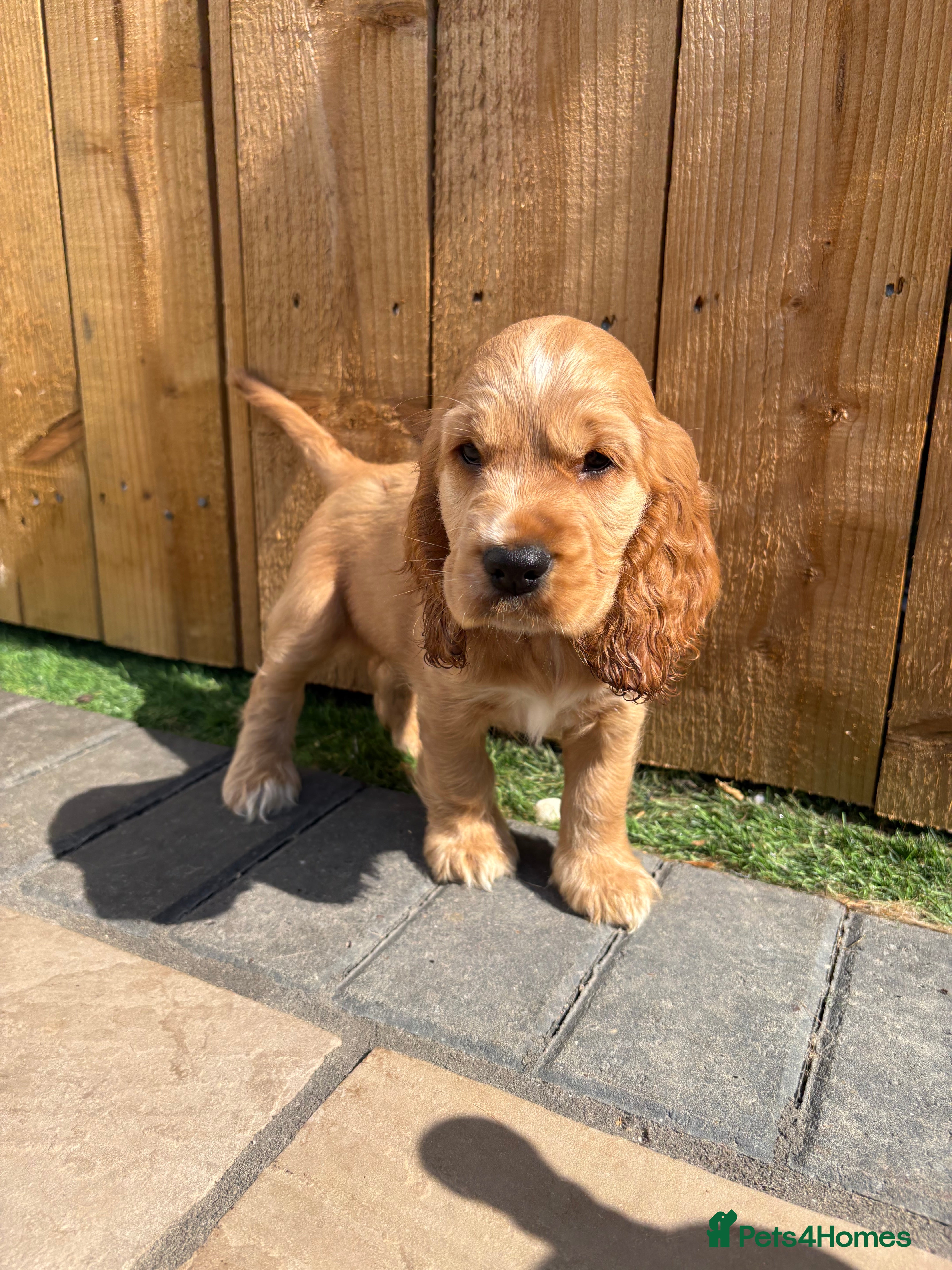 Cocker Spaniel dogs Ready to leave Show Cocker Spaniel's - Advert 12