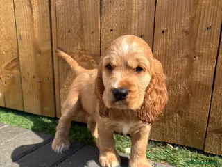 Cocker Spaniel dogs Ready to leave Show Cocker Spaniel's - Advert 4