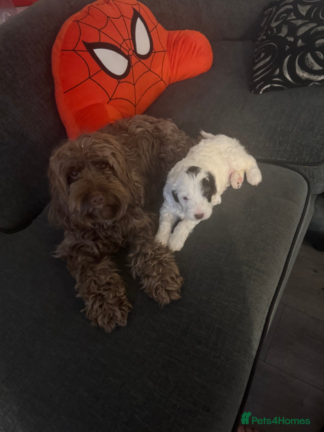 Cockapoo dogs for sale: F1b cockpoo puppies looking for forever homes.  - Advert 14