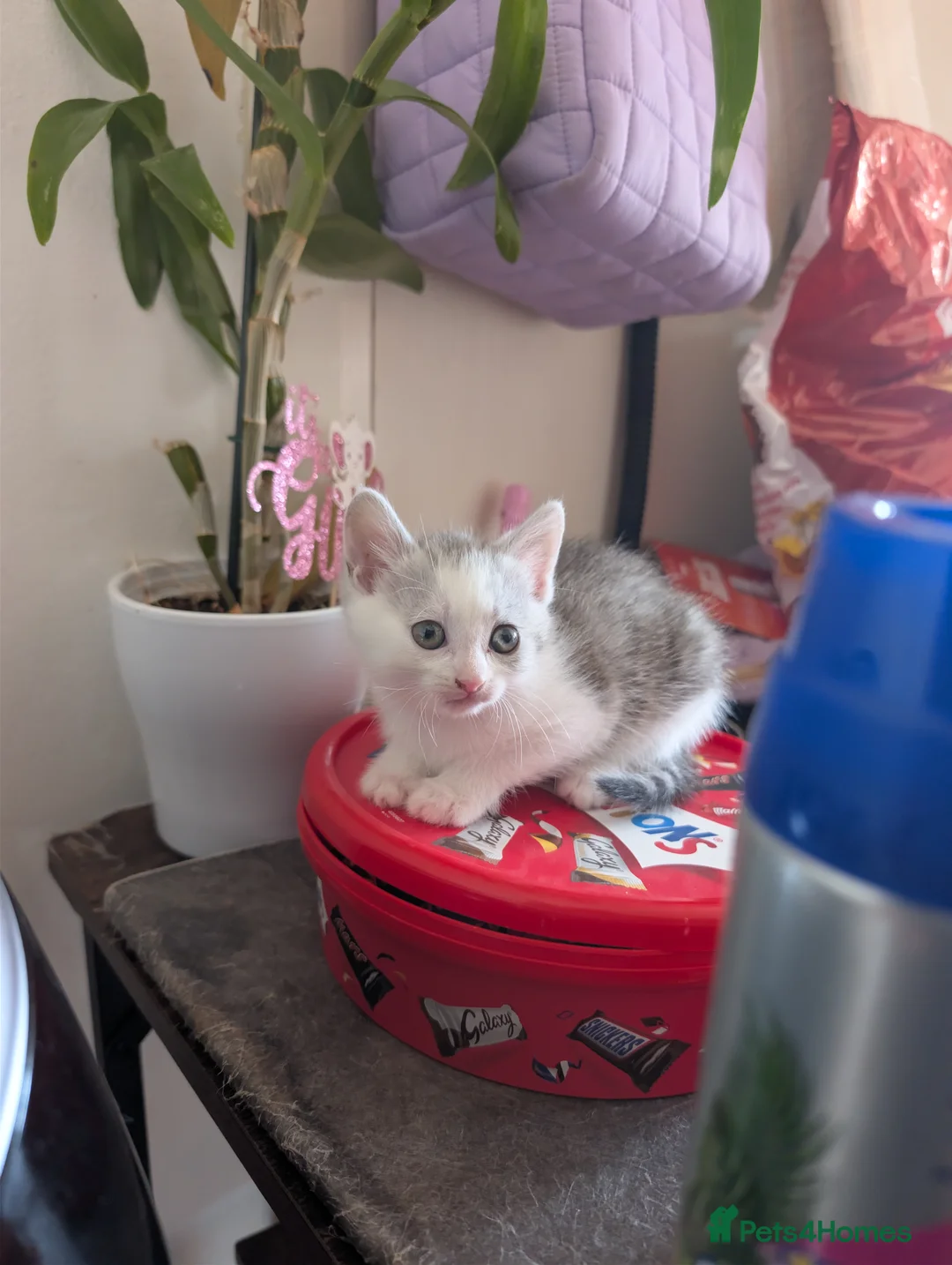 Mixed Breed cats for sale: Persian mix cross - Advert 2