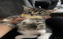 Bengal cats for sale: Bengal/Tabby - Image 20