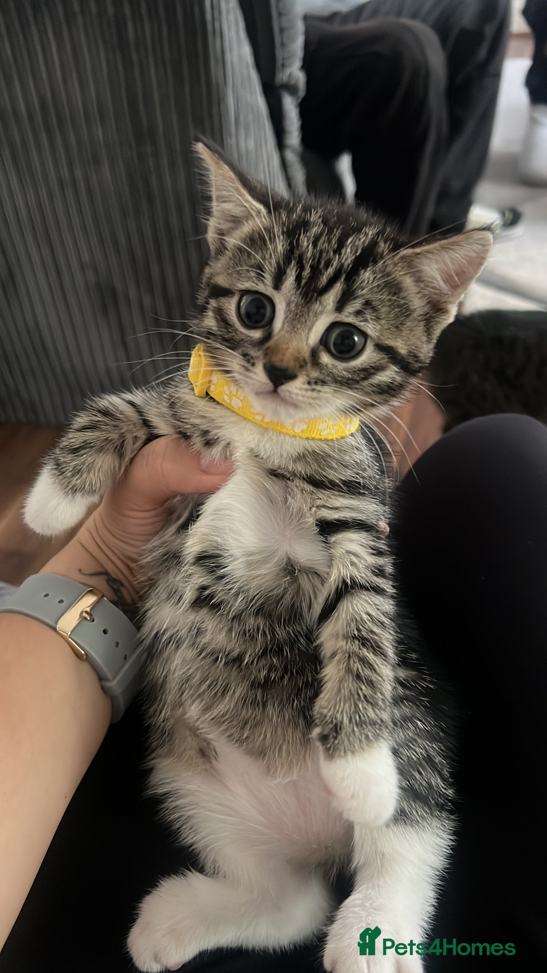 Bengal cats for sale: Bengal/Tabby - Image 20