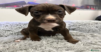 American Bull Staffy dogs - Advert 1