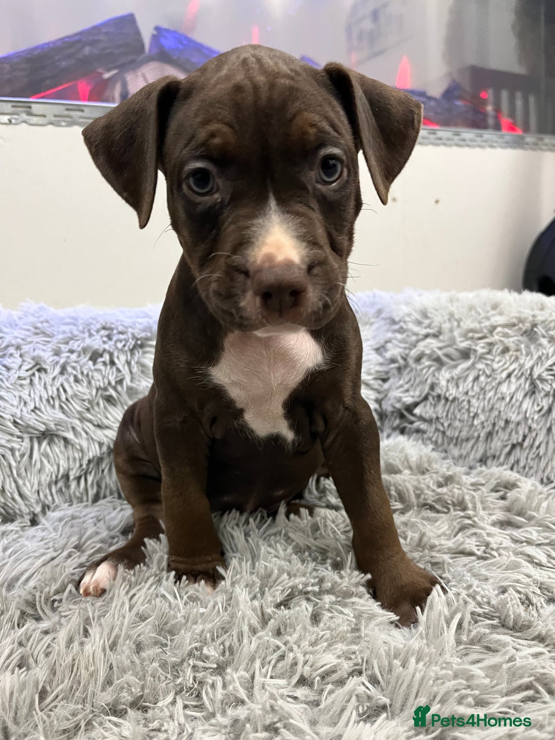 American Bull Staffy dogs for sale: Staffy Bull Puppies - Advert 6