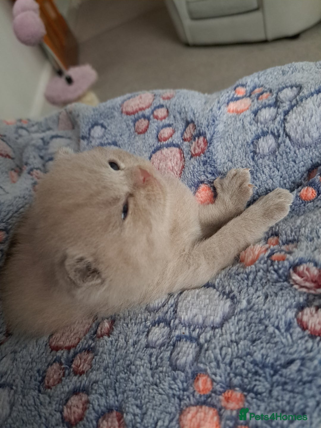 British Shorthair cats for sale: British Shorthair Lilac and Blue colour  - Image 7