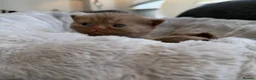 British Shorthair cats for sale: British shorthair  - Advert 7