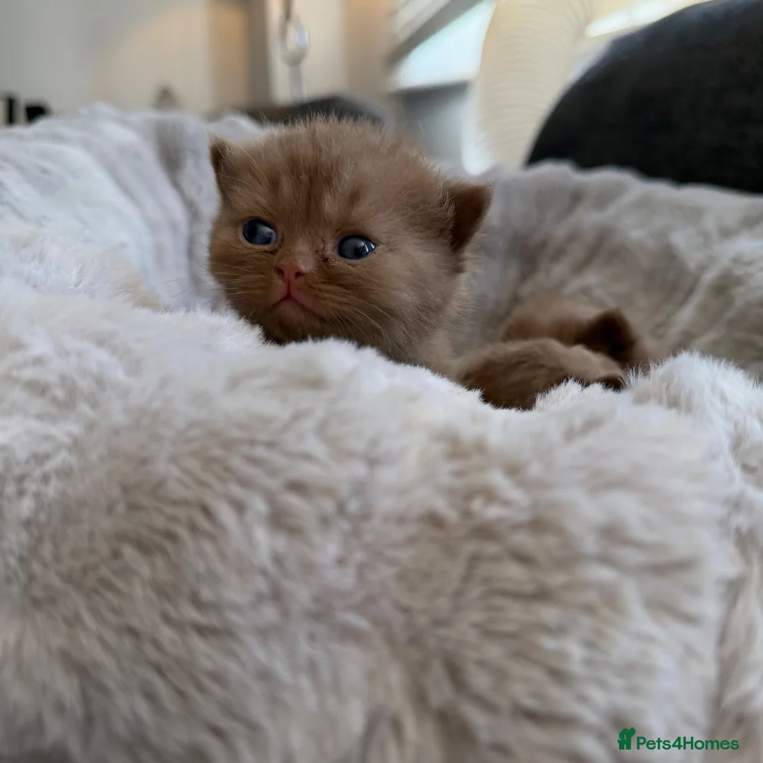 British Shorthair cats for sale: British shorthair  - Advert 7