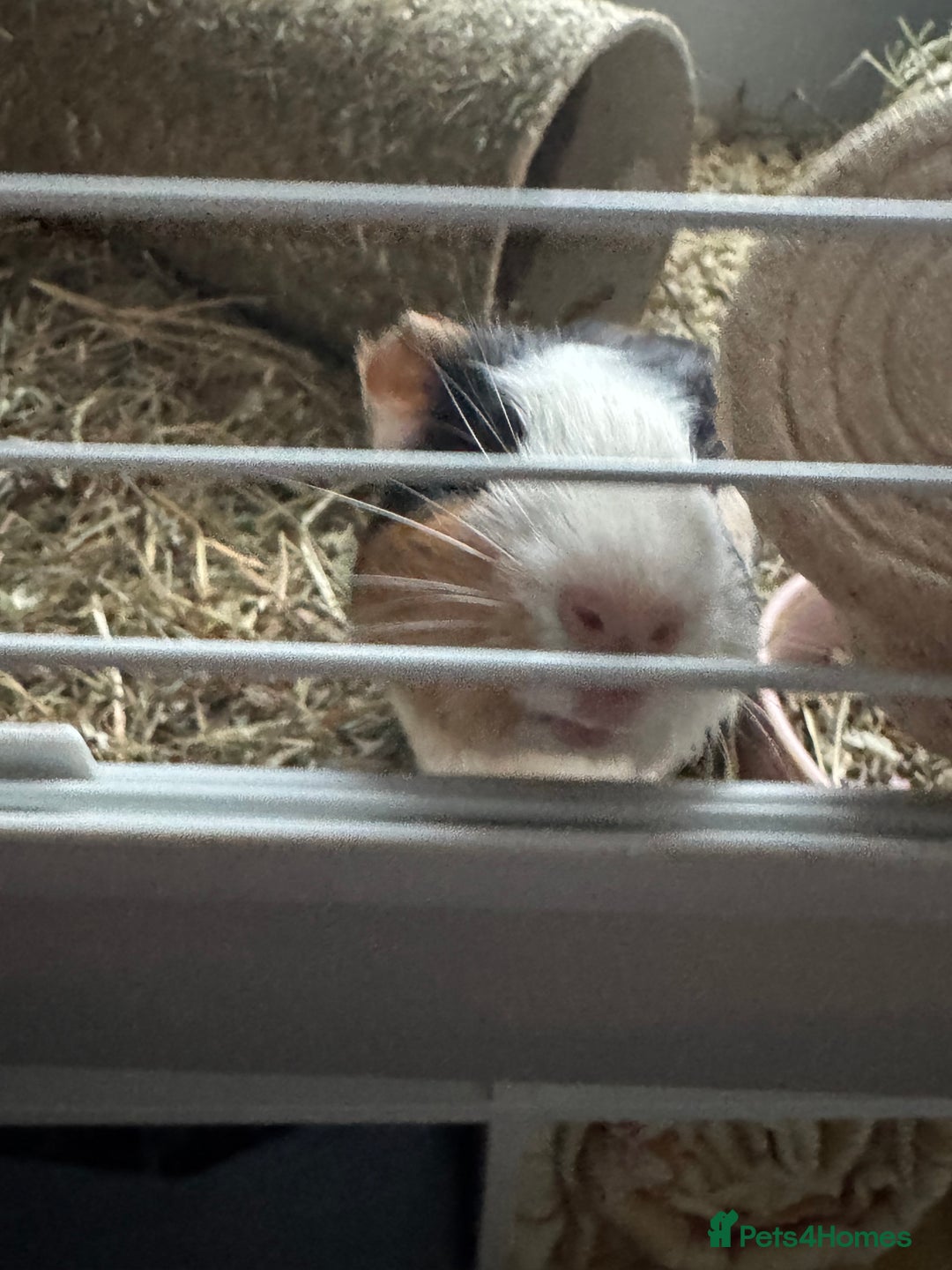 Guinea Pig rodents for sale: 2 guinea pigs for sale  - Advert 5