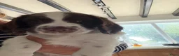 English Springer Spaniel dogs for sale: Kc reg Ftch English springer spaniels.  - Advert 10