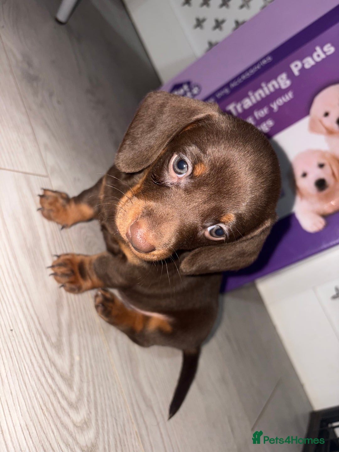 Miniature Dachshund dogs for sale: Miniature Dachshund Puppies  - Advert 15