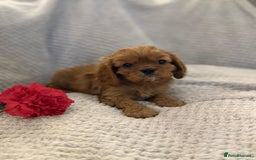 Cavalier King Charles Spaniel dogs for sale: KC REG, HEART, EYE AND DNA TESTED PARENTS - Image 14