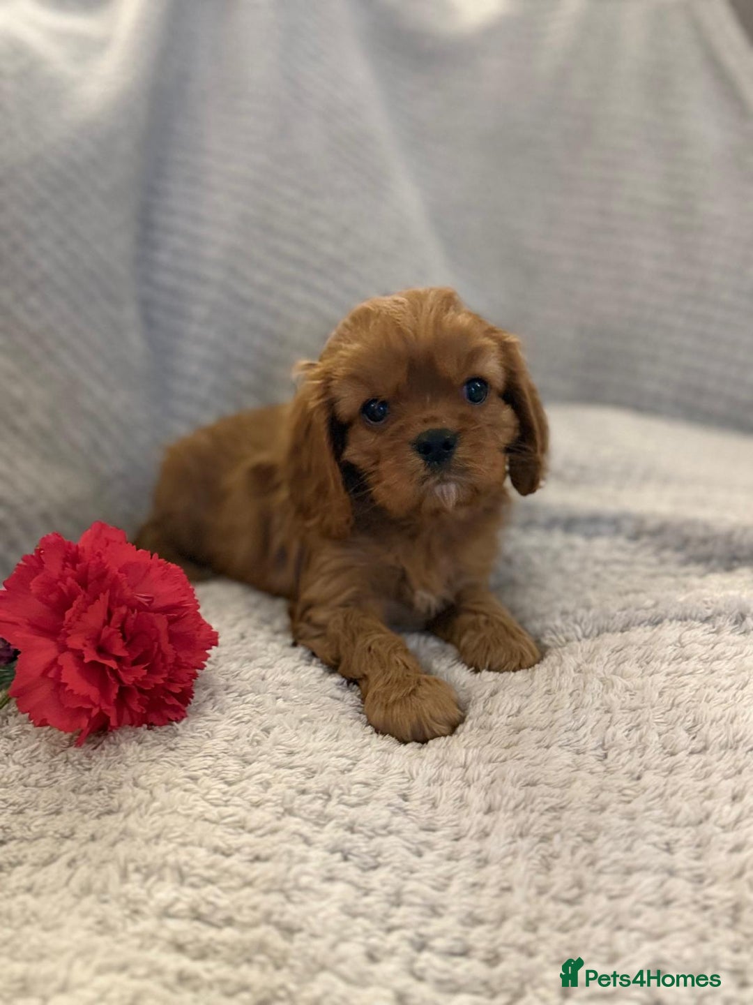 Cavalier King Charles Spaniel dogs for sale: KC REG, HEART, EYE AND DNA TESTED PARENTS - Image 14