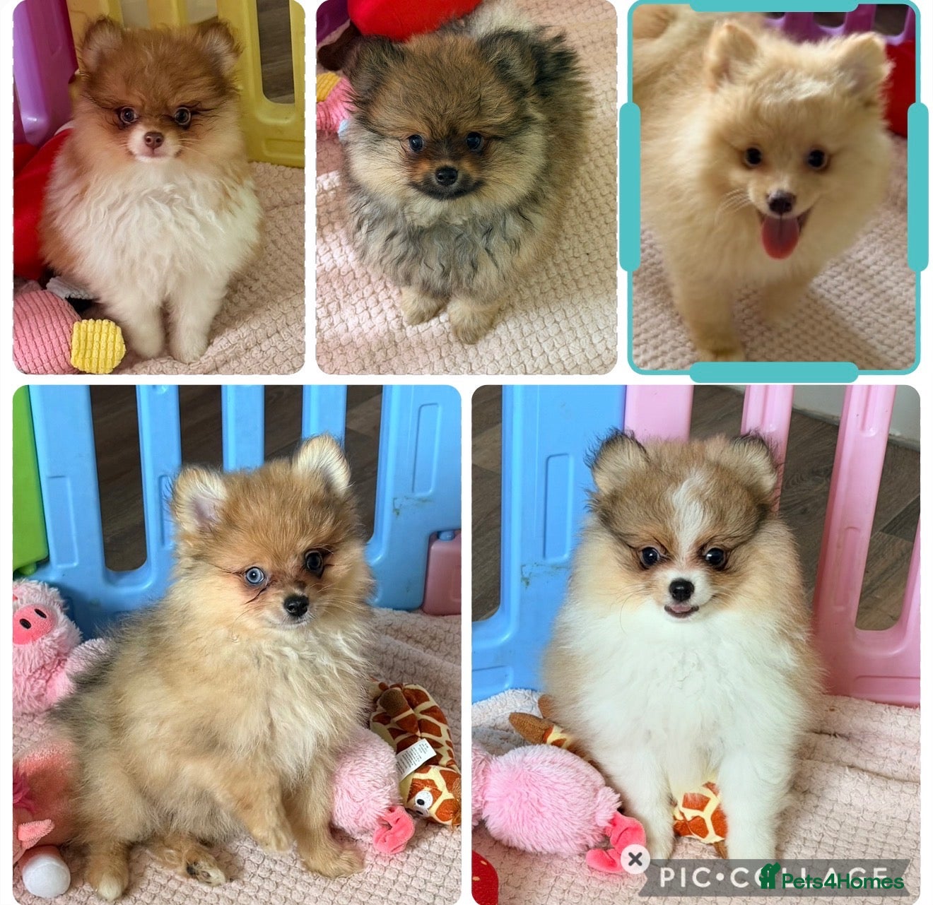 Pomeranian dogs Pomeranian puppies girls & boys ready now  - Advert 1