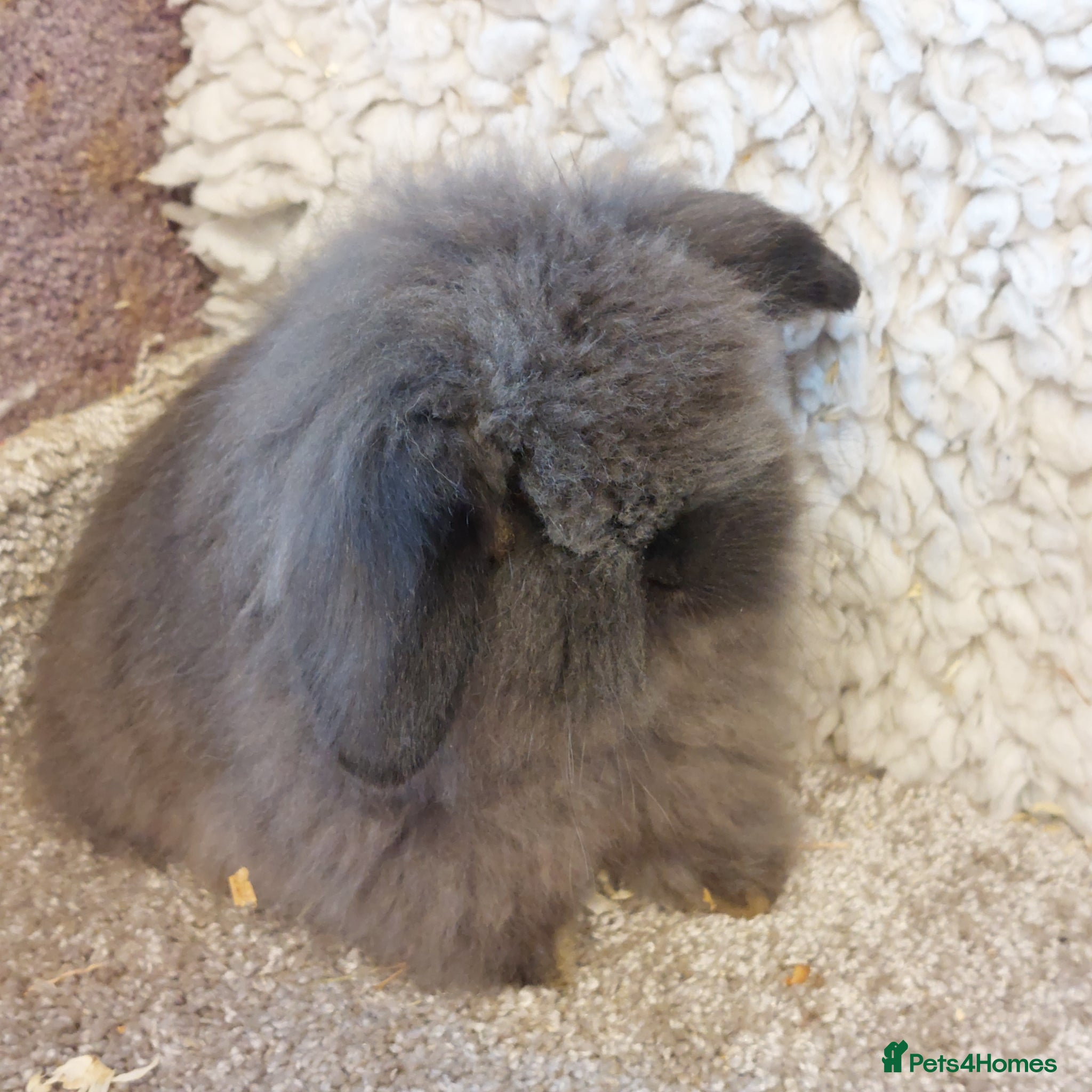 Mini Lop rabbits  2  boys LEFT mini lionlop babys ready to reserve  - Advert 20