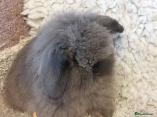 Mini Lop rabbits 2 boys LEFT mini lionlop babys ready to reserve - Advert 20