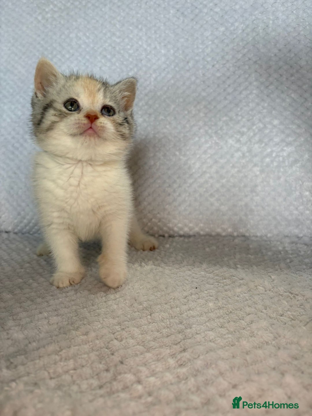 British Shorthair cats for sale: Gorgeous British shorthair kittens  - Advert 25
