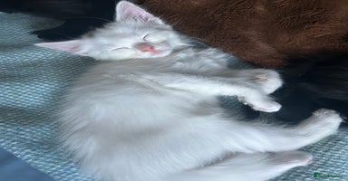 Ragdoll cats - Advert 16
