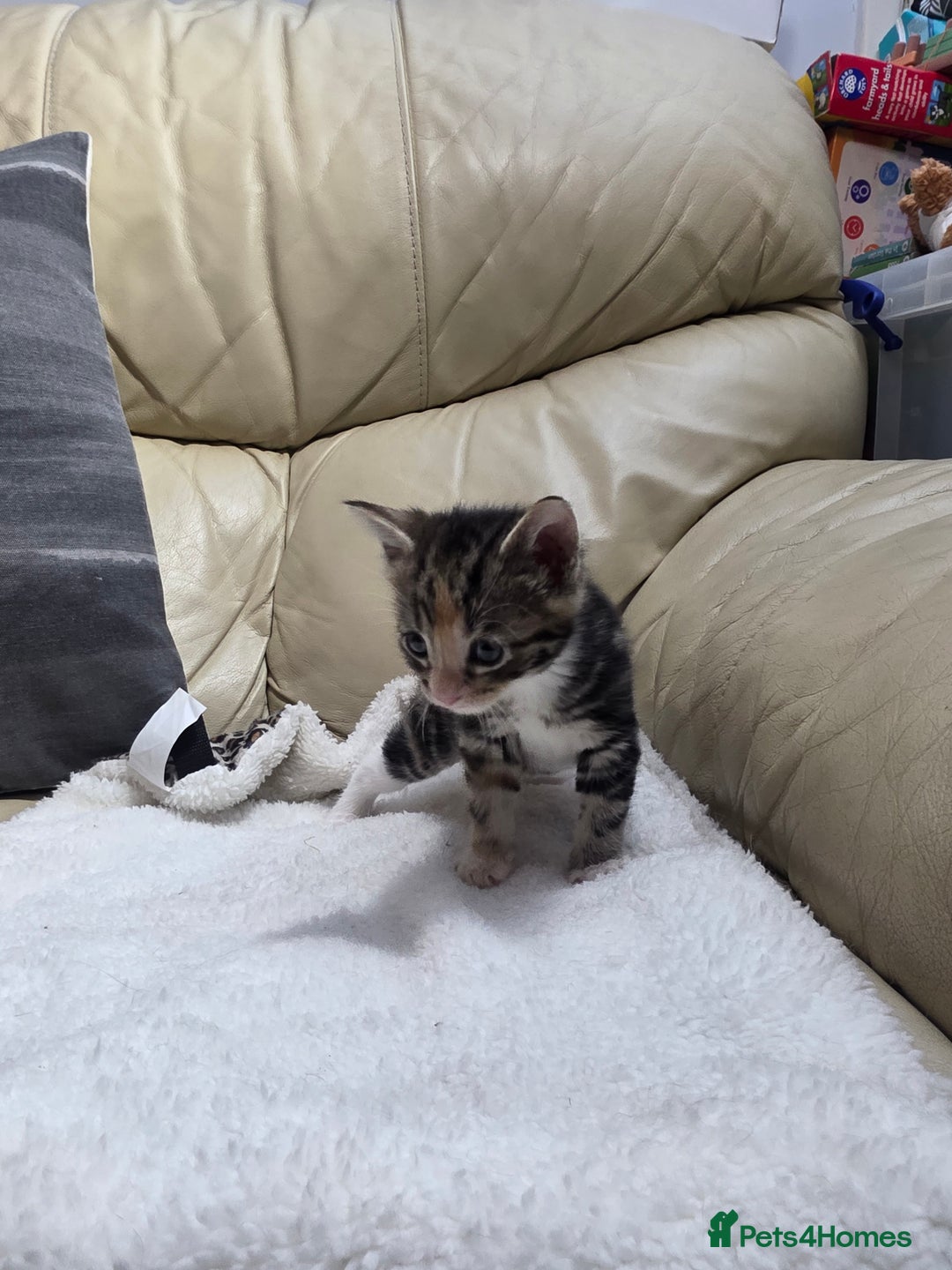 British Shorthair cats for sale: Rare ginger females. 1 male. British shorthair - Advert 8