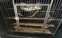 Degus rodents for sale: 2 boy Degus - Image 5