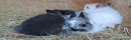 Netherland Dwarf rabbits for sale: Tiny Netherland Dwarfs - Vaccinated 3 IN 1 RESERVE - Advert 3