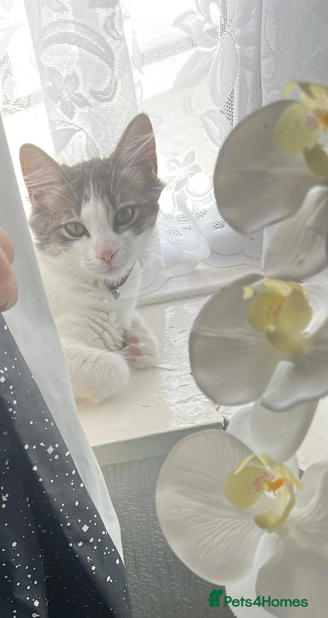 Mixed Breed cats for sale: Gorgeous Half Ragdoll 4-Month-Old Female Kitten🐾 in Birmingham - Advert 2