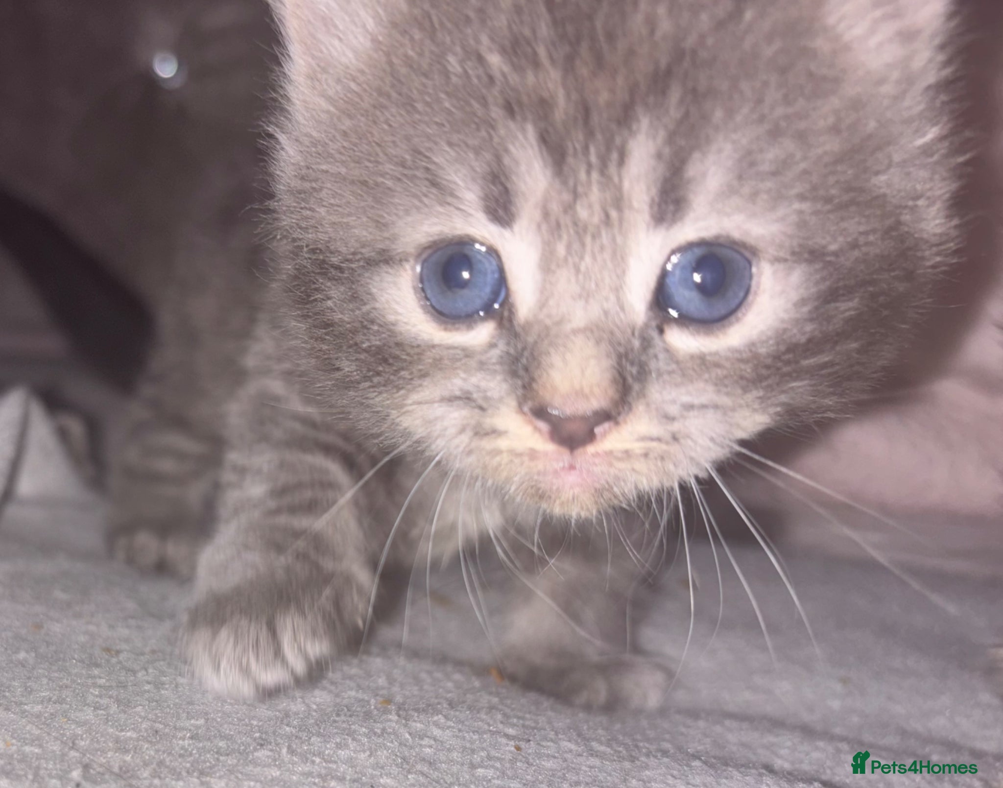 Mixed Breed cats Beautiful Kittens for sale half grey BSH - Advert 1