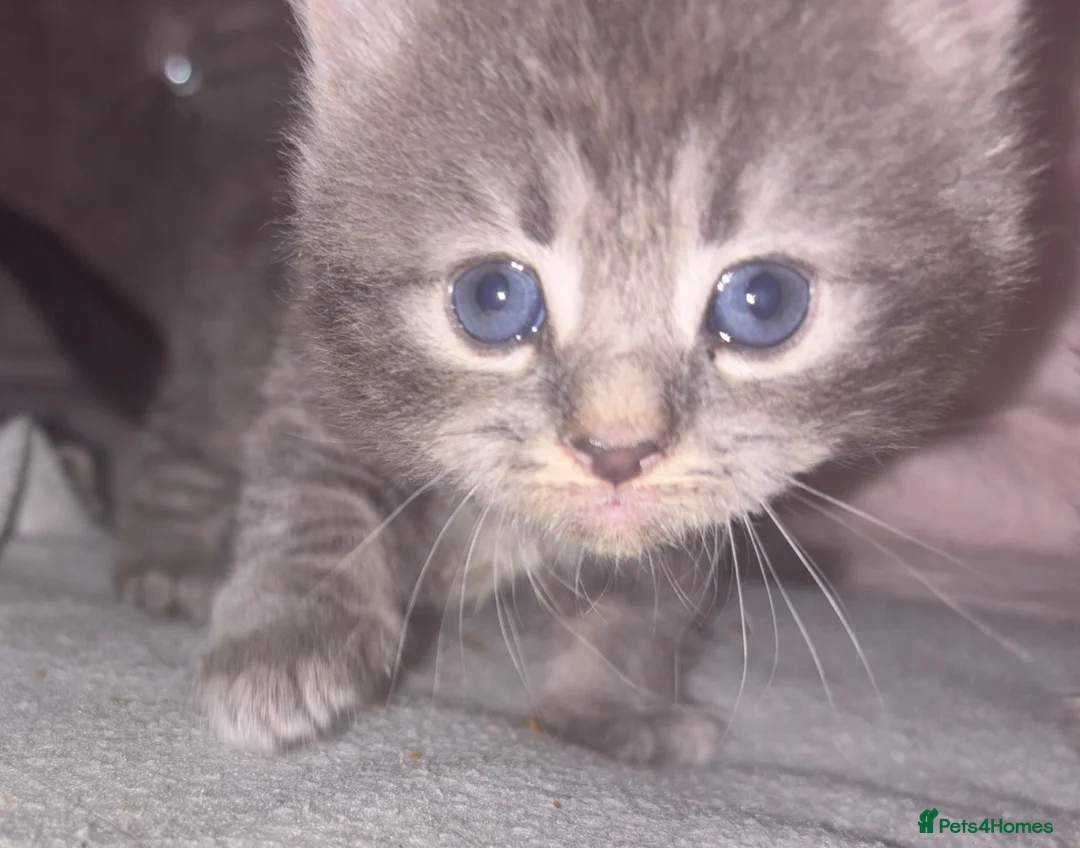 Mixed Breed cats for sale: Beautiful Kittens for sale half grey BSH - Advert 1