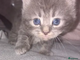 Mixed Breed cats Beautiful Kittens for sale half grey BSH - Advert 1