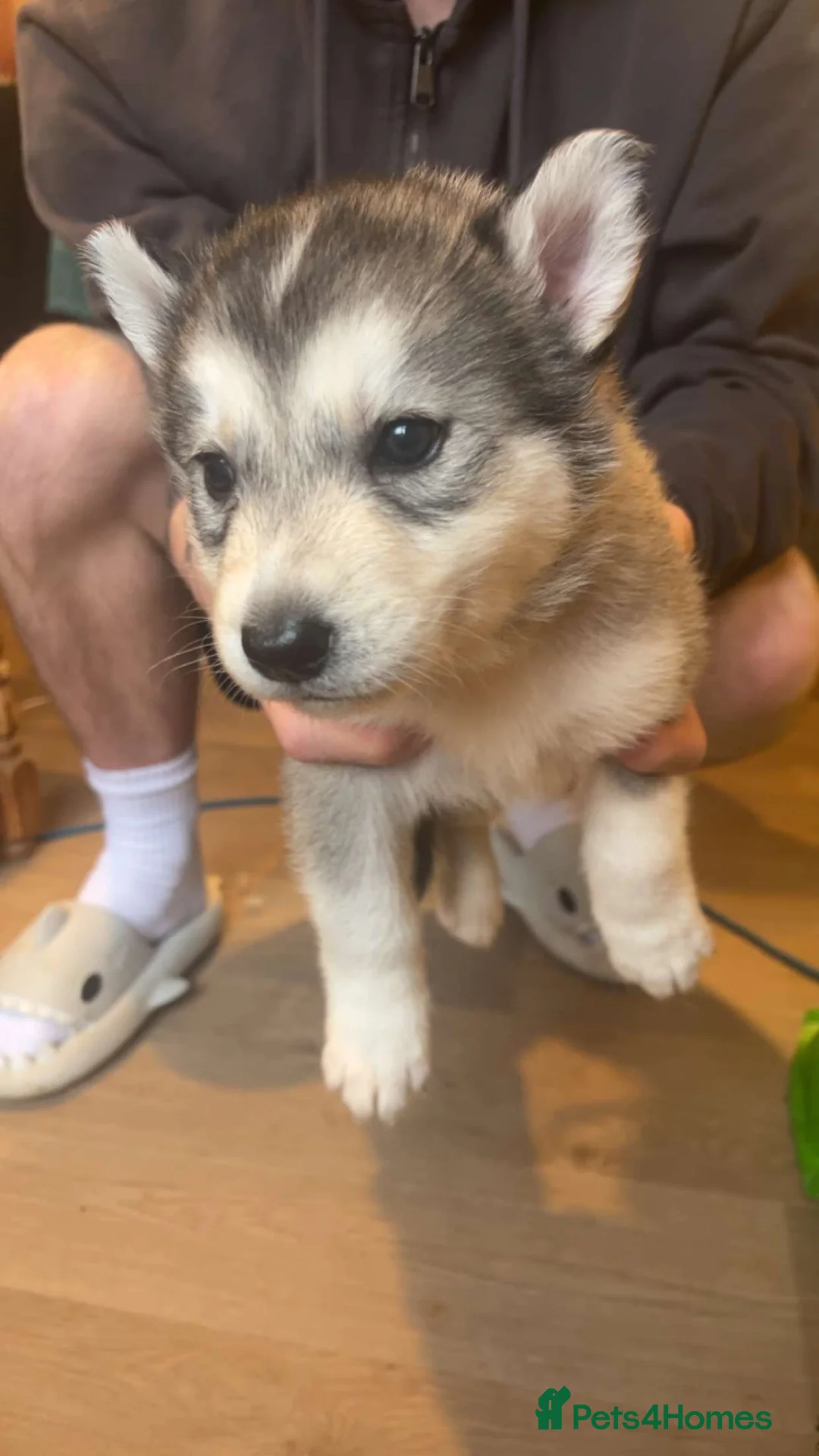 Siberian Husky dogs for sale: Siberian husky - Advert 5