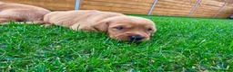 Goldador dogs for sale: Beautiful Golden Goldador Babies 🐾🐾🐾 - Advert 18
