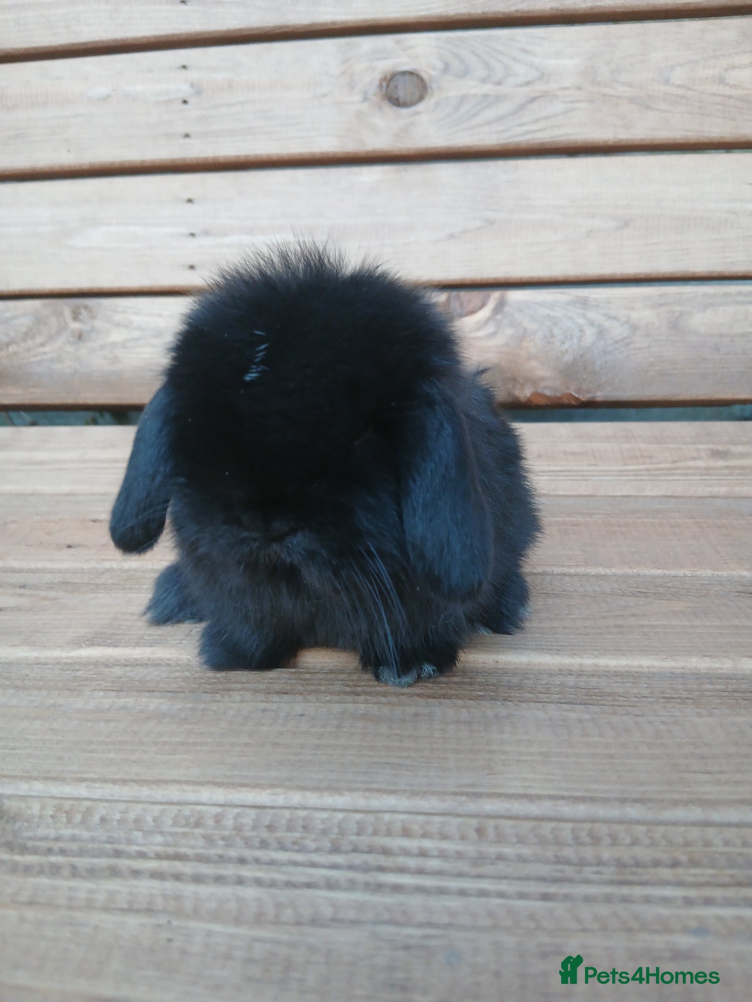 Mini Lop rabbits Last mini lop baby boy ready to reserve - Advert 5
