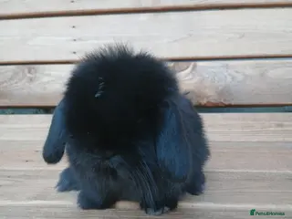 Mini Lop rabbits Last mini lop baby boy ready to reserve - Advert 5