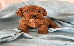 Cockapoo dogs for sale: Beautiful fox red cockapoo - Image 20
