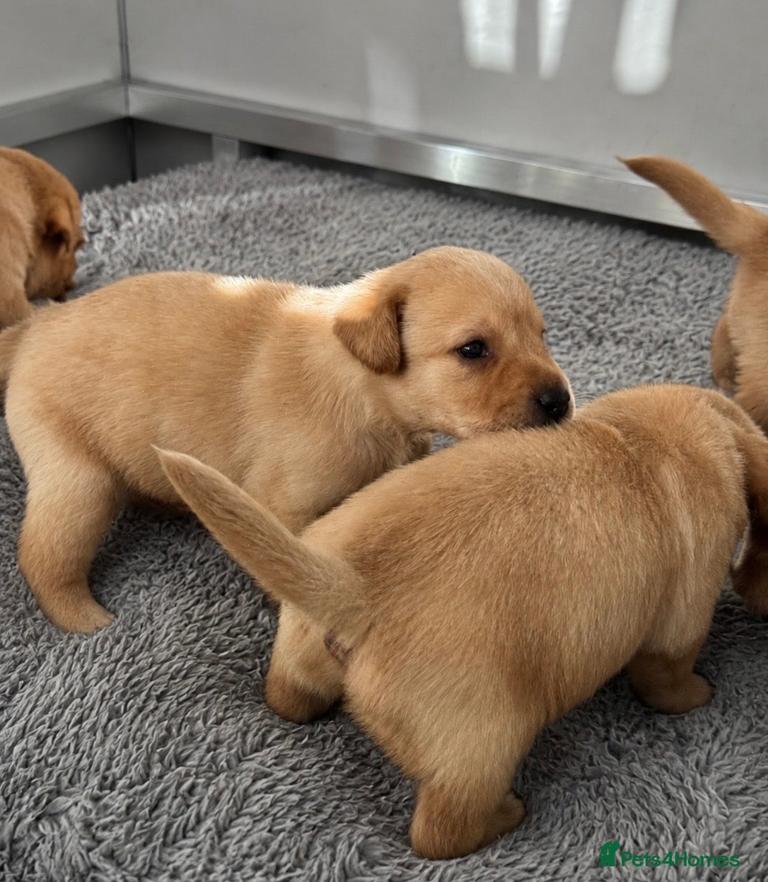 Labrador Retriever dogs KC Litter of Labradors  - Advert 2