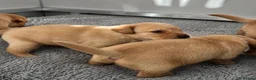 Labrador Retriever dogs for sale: Fully health tested parents KC Boys available 💛🧡 - Advert 28