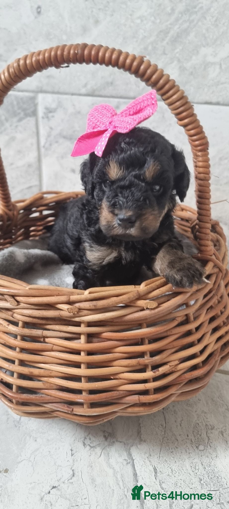 Toy Poodle dogs Kc reg toy poodle  - Advert 1