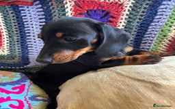 Miniature Dachshund dogs for sale: ABSOLUTELY GORGEOUS MINI DACHSHUND PUPS - Image 3
