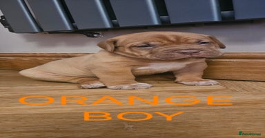Dogue De Bordeaux dogs - Advert 7