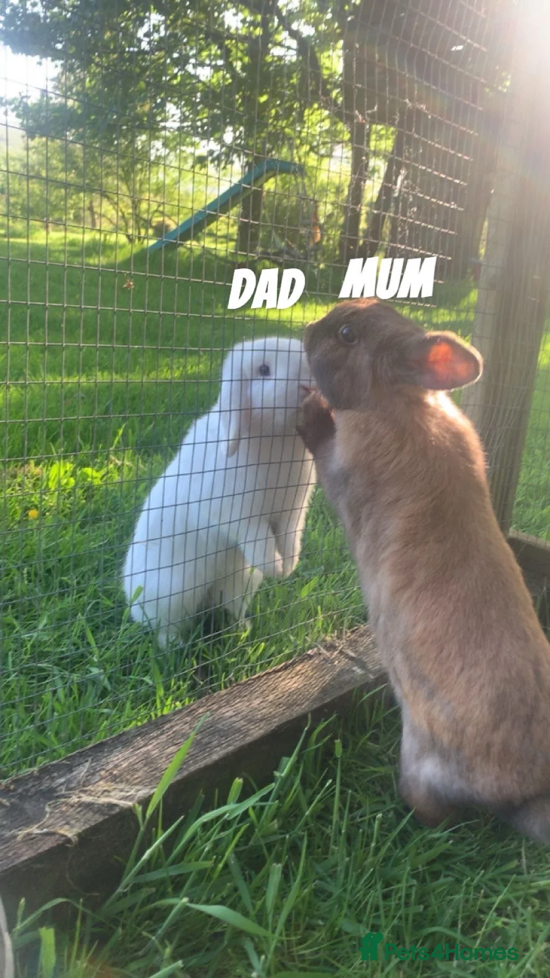 Mini Lop rabbits for sale: Mini Lops Mixed sex - Advert 1