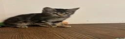 Mixed Breed cats for sale: Beautiful kittens ready now - Advert 8