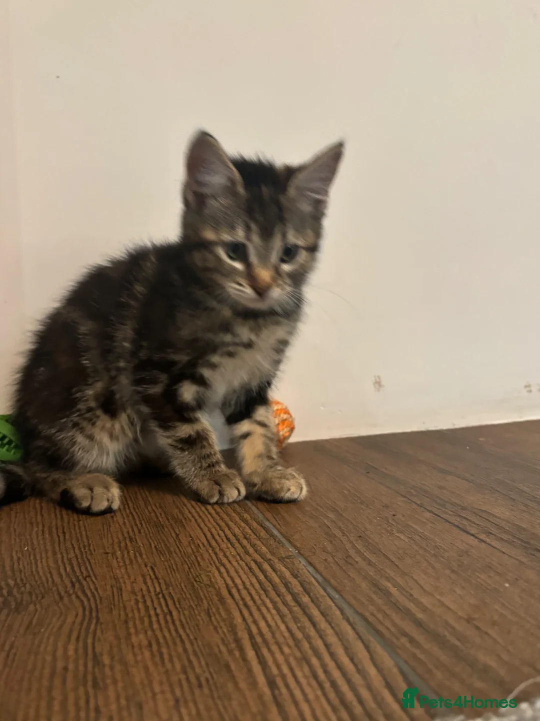 Mixed Breed cats for sale: Beautiful kittens ready now - Advert 8