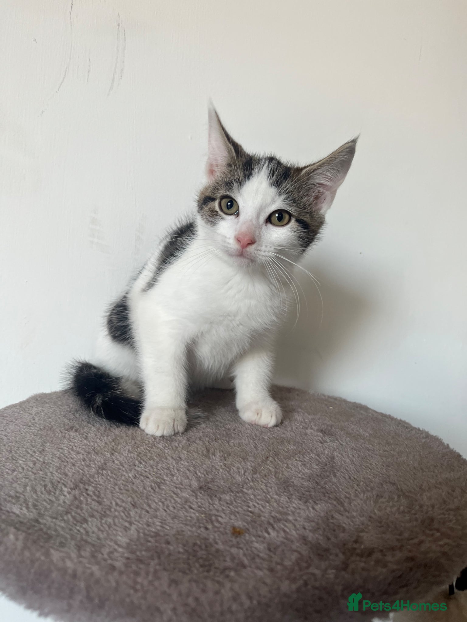 Mixed Breed cats Beautiful kittens - Advert 12