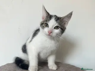 Mixed Breed cats Beautiful kittens - Advert 12