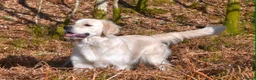 Golden Retriever dogs for sale: KC Registered Golden Retriever Puppies - Advert 3
