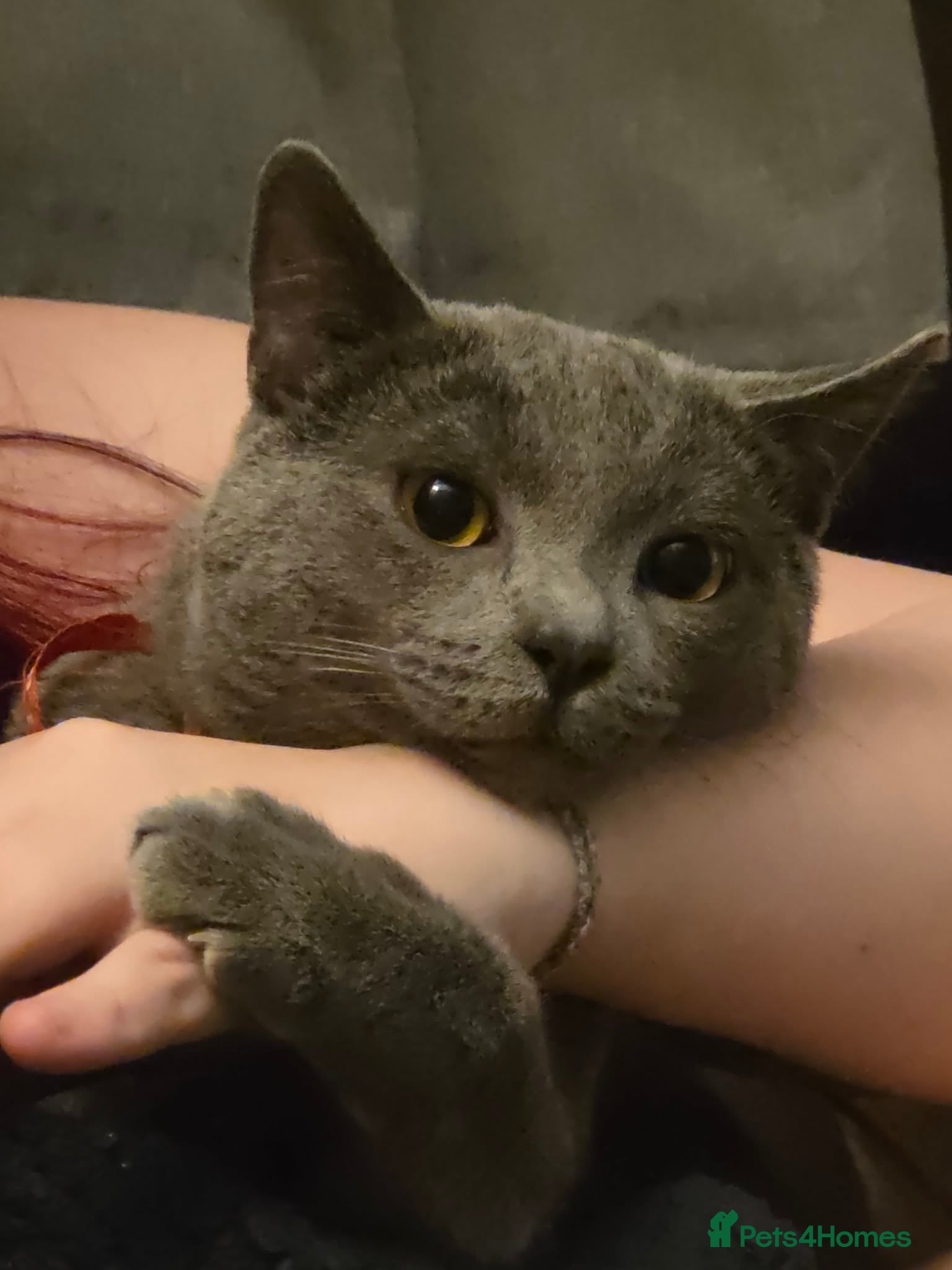 British Shorthair cats British blue not registered - Advert 2