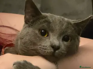 British Shorthair cats British blue not registered - Advert 2