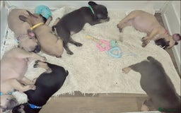 French Bulldog dogs for sale: Beautiful litter of frenchie pups - Image 3