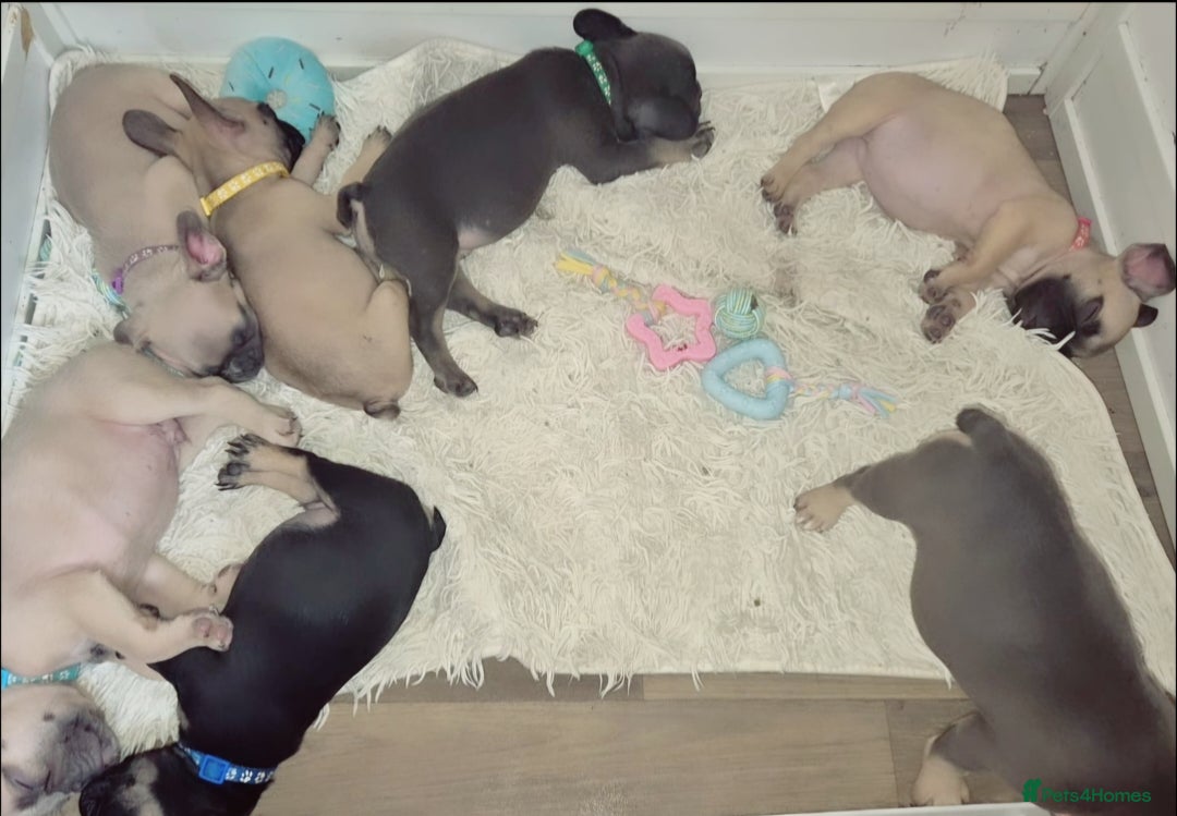 French Bulldog dogs for sale: Beautiful litter of frenchie pups - Image 3