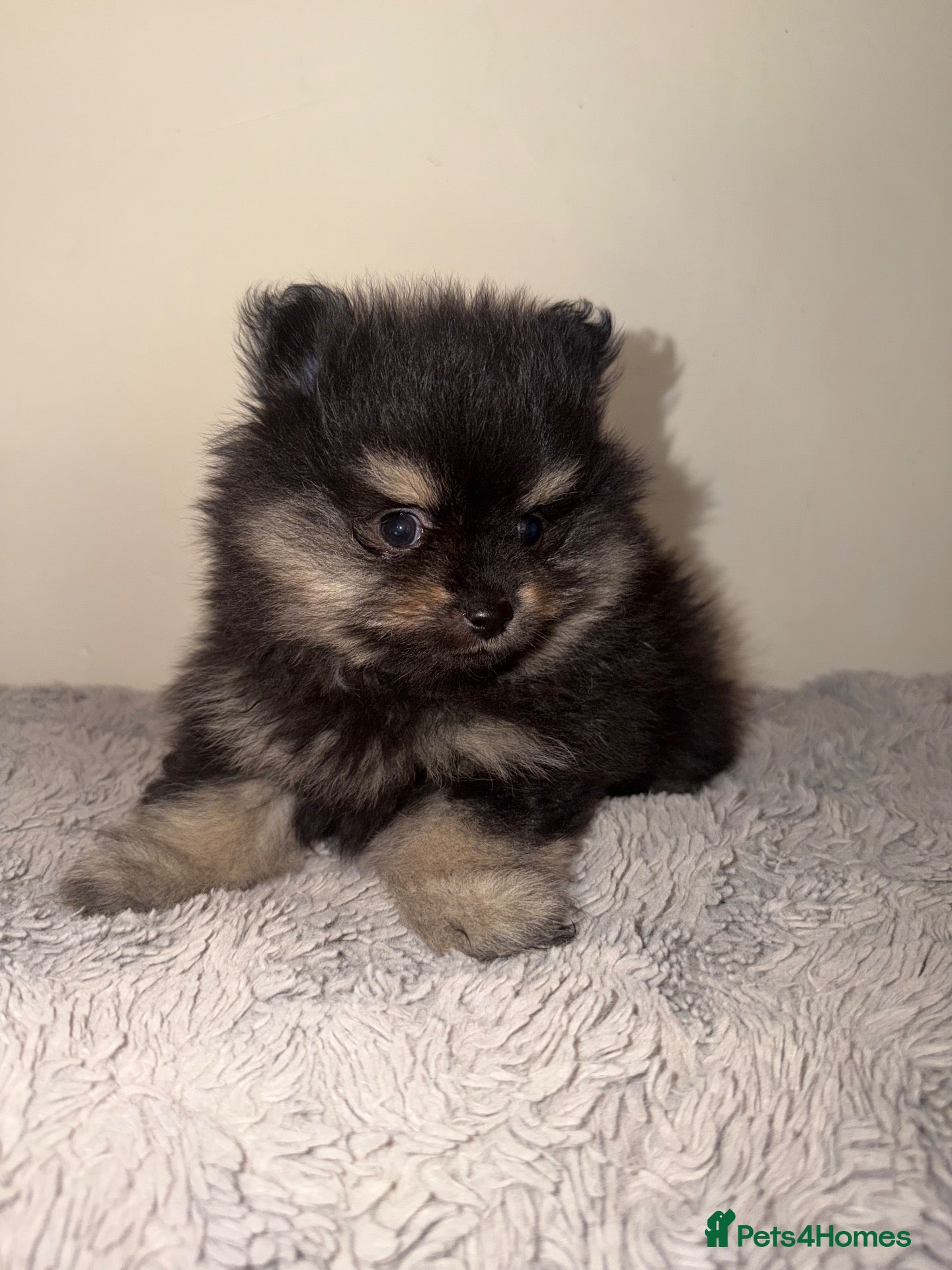 Pomeranian dogs for sale: 🧸💙 3 true to type Pomeranian male bears 💙🧸 - Advert 7
